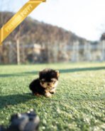 KOFI - MALE (PURCHASED by ASPEN) - Image 3