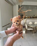 Mr. PICKLES - MALE (PURCHASED by CARY) - Image 2