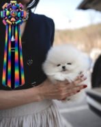 GIOVANNI - MALE (PURCHASED by DON)