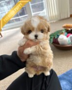 BOGART - MALE  (PURCHASED by CESAR) - Image 2