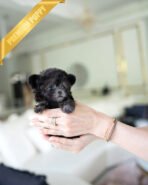 AMELIA - FEMALE (PURCHASED by LEROY) - Image 5