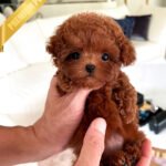 AMELIA - FEMALE (PURCHASED by TAMARA)