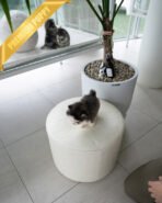 MILO - MALE (PURCHASED by MARILYN) - Image 6