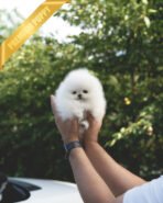 COCO - FEMALE (PURCHASED by MARTIN) - Image 4