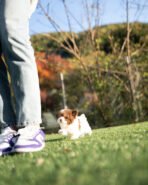 MOCHA - MALE (PURCHASED by AUDREY) - Image 3