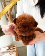 CINNAMON - FEMALE(PURCHAED by LINZ)