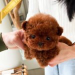 CINNAMON - FEMALE(PURCHAED by LINZ)