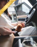 MILO - MALE (PURCHASED by LILIANA) - Image 2