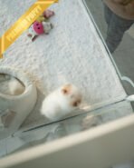 ARTHUR - MALE (PURCHASED by HADASSAH) - Image 3