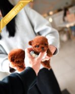 ONYX & MURPHY - MALE - Image 2