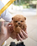 NUGGET - FEMALE (PURCHASED by JENNIFER) - Image 2