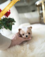 MYLES - MALE (PURCHASED by KIRK) - Image 2