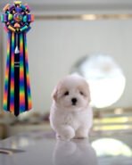 AGGIE - FEMALE (PURCHASED by TAMMIE)