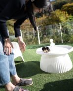 PHINEAS RAE - FEMALE (PURCHASED by AUBBRHEA) - Image 5