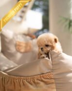 DOLLY - FEMALE (PURCHASED by ANA) - Image 5