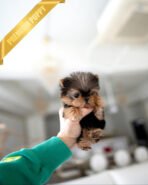 ANNIE - FEMALE (PURCHASED by VIOLETTA) - Image 2