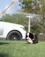 PANDA - FEMALE (PURCHASED by KATHY) - Image 5
