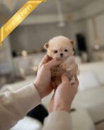 HENRI - MALE (PURCHASED by SARA)