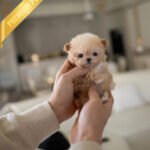 HENRI - MALE (PURCHASED by SARA)