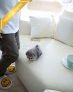 BAMBI - MALE (PURCHASED by NICOLE) - Image 4