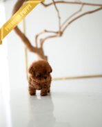 VELVET - FEMALE (PURCHASED by GUILHERME) - Image 5