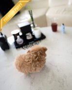 HUGO - MALE (PURCHASED by GIMENA) - Image 7