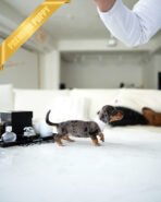 NOVA - FEMALE - Image 5