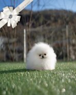 ARWEN - FEMALE (PURCHASED by WANG) - Image 2