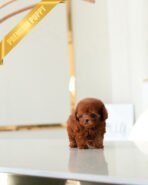 ROSIE - FEMALE (PURCHASED by NIKI)