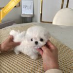 HANA - FEMALE (PURCHASED by TINA)