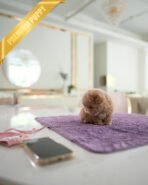 LALA - FEMALE (PURCHASED by LEE) - Image 6