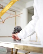 SCARLET - FEMALE (PURCHASED by ARMAN) - Image 6