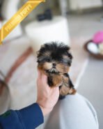 MAGGIE - FEMALE  (PURCHASED by YUKI)