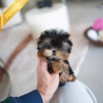 MAGGIE - FEMALE  (PURCHASED by YUKI)