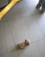 BOGART - MALE (PURCHASED by DAISY) - Image 6