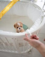 DOLORES - FEMALE (PURCHASED by MARIA) - Image 4