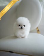 BUTTON- MALE (PURCHASED by EMMA)