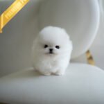 BUTTON- MALE (PURCHASED by EMMA)