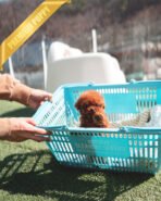 VELVET - FEMALE (PURCHASED by PRINCESS) - Image 3