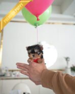 STELLA - FEMALE (PURCHASED by REBECA) - Image 2