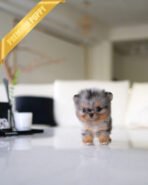 PEBBLES - FEMALE (PURCHASED by MARIA)