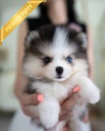 ROXY - FEMALE (PURCHAED by IGNACIO) - Image 2