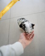 TEDDY - MALE (PURCHASED by SANTIAGO) - Image 6