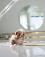 PUFFY - FEMALE (PURCHASED by DIANA) - Image 2