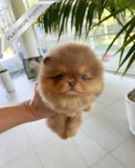 HERSHEY - MALE (PURCHASED by SABRINA)