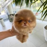 HERSHEY - MALE (PURCHASED by SABRINA)