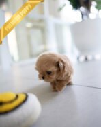 SKY - MALE (PURCHASED by OLIVIA) - Image 5