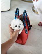 SOMI - FEMALE (PURCHASED by CHO)