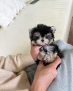 ROCKO - MALE (PURCHASED by SARA)