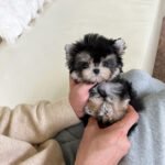 ROCKO - MALE (PURCHASED by SARA)